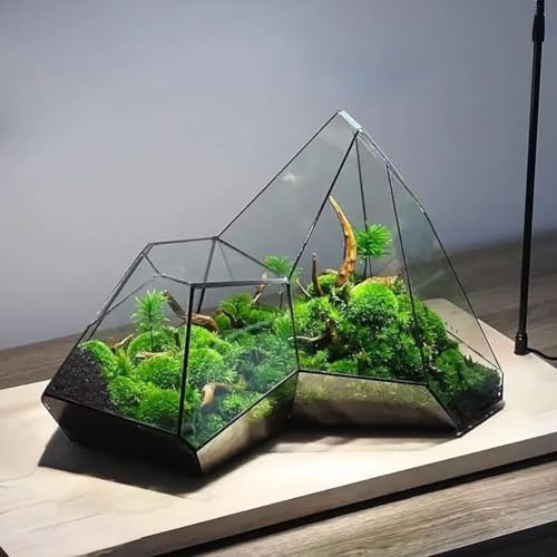 Glas Geometrisches Terrarium, 31 * 18 * 22cm Kleines Geometrisches Terrarium Aus Glas Für Farn Moos Sukkulente Luft Pflanzenhalter Glas Display Pflanzgefäß (Ohne Pflanzen)