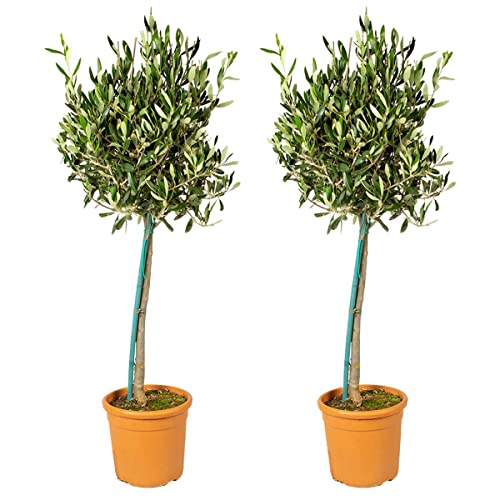 Olivenbaum am Stiel - Olea Europaea pro 2 Stück - Freilandpflanze im Gärtnertopf ⌀19 cm - ↕70-80 cm