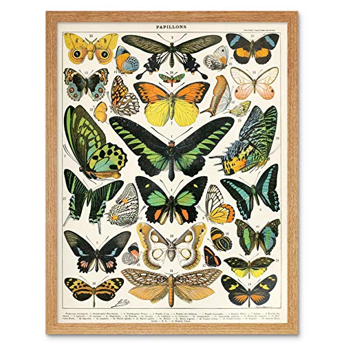 Millot Encyclopedia Page Moths Butterflies Art Print Framed Poster Wall Decor 12x16 inch Seite Wand Deko