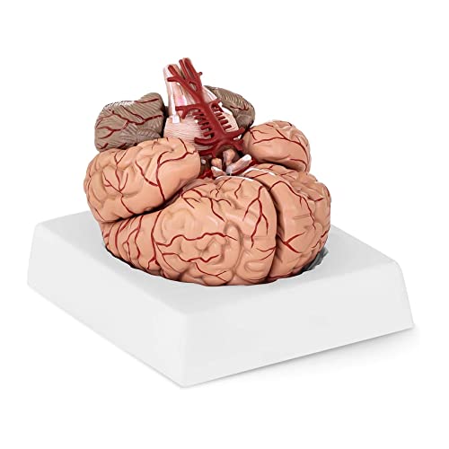 Physa Gehirn Modell Anatomie PHY-BM-1 (realistisches Modell Maßstab 1:1, 9 einzelne Gehirnsegmente, inkl. Sockel)