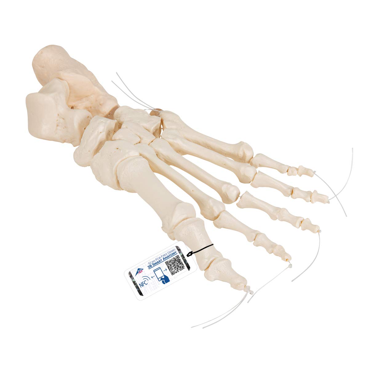 3B Scientific Menschliche Anatomie - Fußskelett lose auf Nylon gezogen + kostenlose Anatomie App - 3B Smart Anatomy