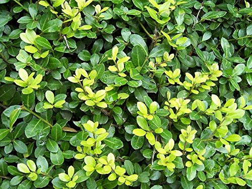 50 x Ilex crenata Green Hedge (Löffel-Ilex) 20/25 cm Höhe Buchs Buxus Ersatz ab 1,69 pro Stück