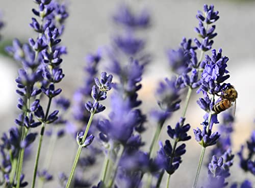 10 x Lavandula angustifolia ‚Draft Blue' (Lavendel) !!!Stecklingsvermehrt!!!