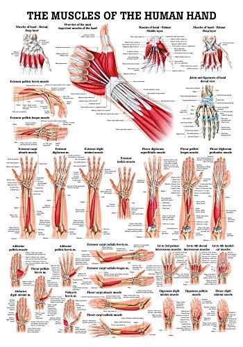 Muscles of the Human hand. 50x70 cm, laminated