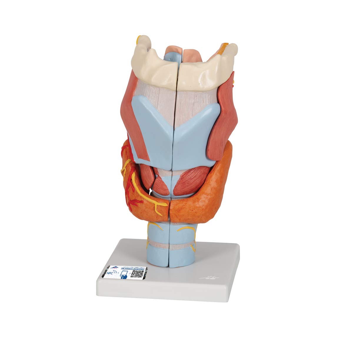 3B Scientific Menschliche Anatomie - Kehlkopfmodell, 2-fache Größe, 7-teilig + kostenlose Anatomie App - 3B Smart Anatomy, G21