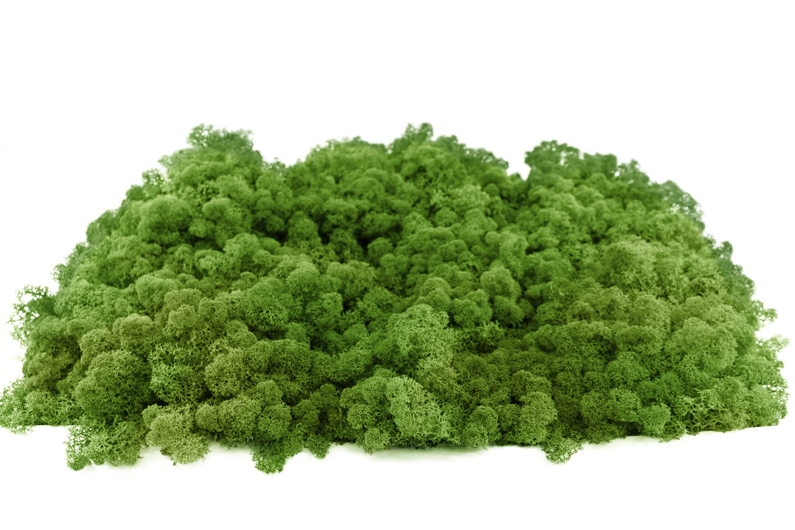INMO Moos - Islandmoos echtes Natur Moos konserviert 4 KG Waldgrün. Dekomoos zum Basteln, Moosbild, Wand-Bilder, Wanddeko, Modellbau weitere Farben und Mengen zur Auswahl 40g - 500g 1 KG - 4 KG