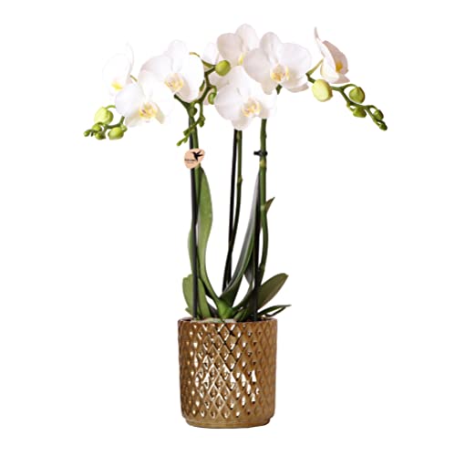 Kolibri Orchids | weiße Phalaenopsis-Orchidee - Amabilis + Diamant-Dekotopf gold - Topfgröße Ø9cm - 45cm hoch | blühende Zimmerpflanze im Blumentopf - frisch vom Züchter