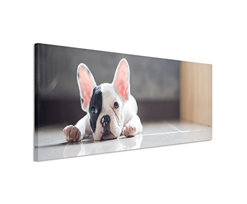 Bild 120x40cm Tierbilder – Niedliche kleine Französische Bulldogge