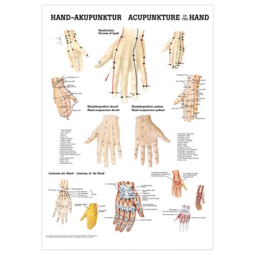 Rüdiger Hand-Akupunktur Poster Anatomie 70x50 cm medizinische Lehrmittel