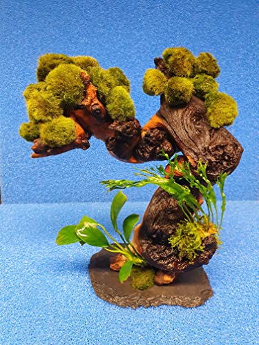 Garnelenbäumchen (Moosballbäumchen mit 15 Moosbällen) ca. 15 cm Bäumchen mit Farn und Anubias bepflanzt ,Mangrovenwurzel (Mopani) Tropica Aquarium Wasserpflanzen