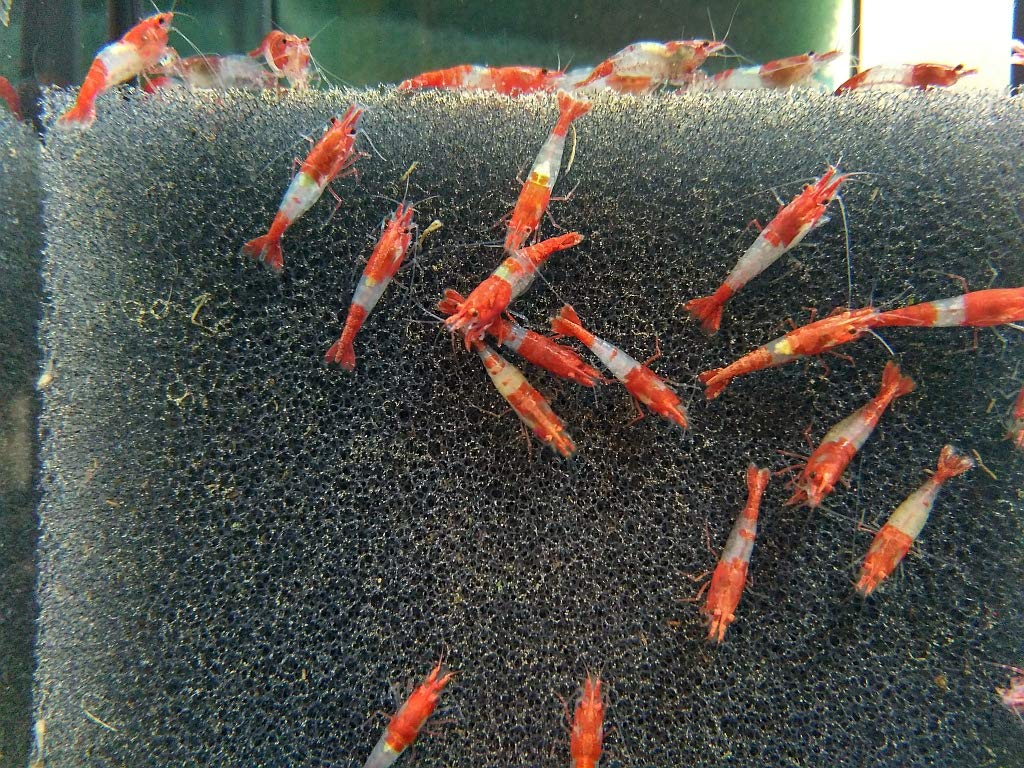 Topbilliger Tiere Red Rili Garnele - Neocaridina davidi 10x