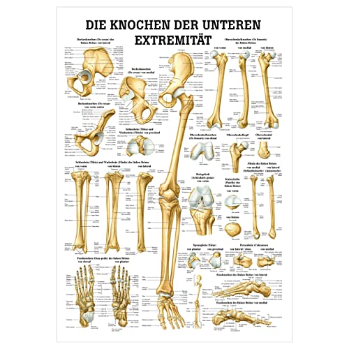 Sport-Tec Die Knochen der unteren Extremität Lehrtafel Anatomie 100x70 cm med. Lehrmittel