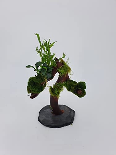 Wasserpflanzen Tropica Garnelenbäumchen Moorwurzel Aquarium Wurzel Bonsai ca 25-30 cm (Moorwurzel)bepflanzt auf Schiefer Wurzel mit Wasserpflanzen (versch.) Abbildung ähnlich