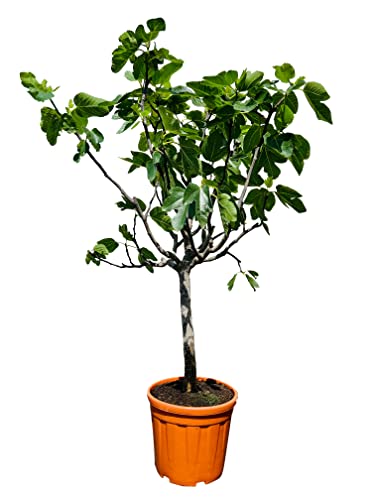Ficus Carica - Feigenbaum - 150cm - stammumfang 14-16 cm - A+