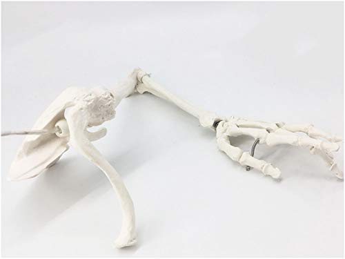 FHUILI Oberes Gliedmaßen-Knochen-Modell - medizinisches anatomisches menschliches Oberes Gliedmaßen-Skelettmodell - Arm Knochen Scapula Clavicle Oberarm Knochen Menschliches Skelett Modell,A