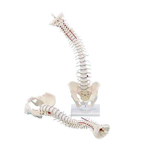 Wirbelsäule mit Bandscheibenvorfall, Becken, Anatomie Modell, flexibel, 70 cm