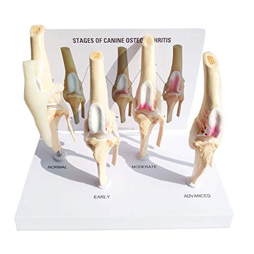 Tiergelenksmodell - Hund Vierstufiges Kniegelenk Arthritis-Modell Hundegelenk Hunde-Osteoporose Anatomisches Medizin-Lehrmodell - Für medizinische Ausbildungshilfen