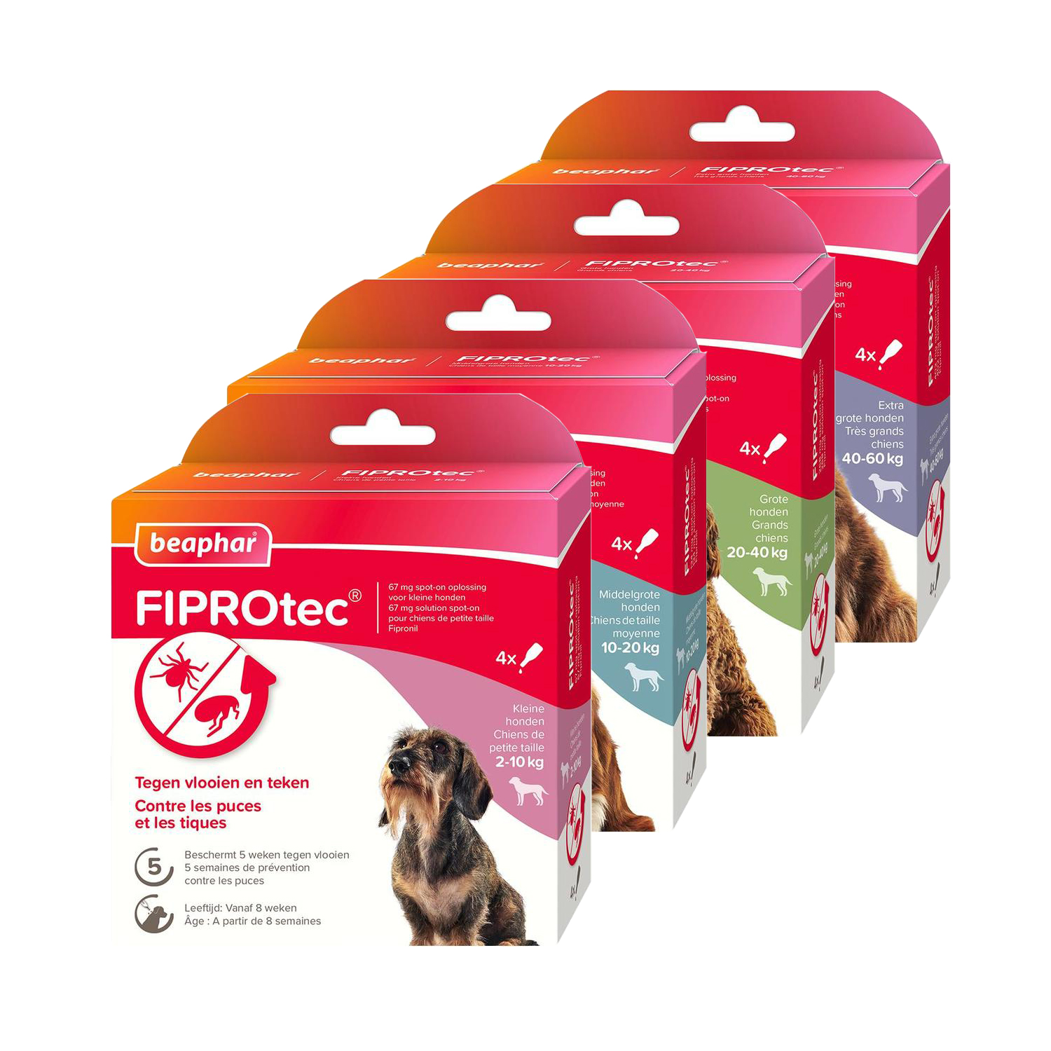 Beaphar FiproTec Spot-On Hund - 20 - 40 kg - 3 + 1 Pipetten