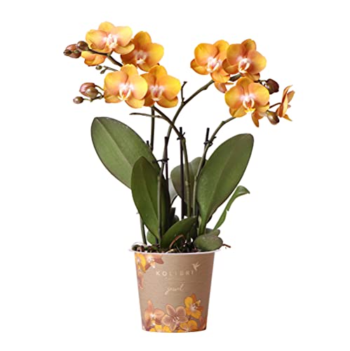 Kolibri Orchideen | Orange goldene Phalaenopsis Orchidee Topf Größe Ø12cm | Juwel Las Vegas