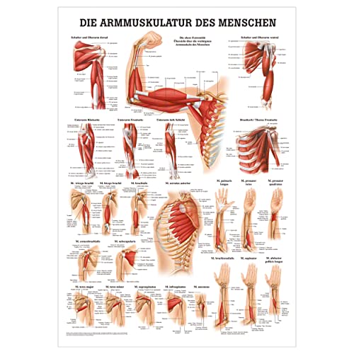 Rüdiger Armmuskulatur Poster Anatomie 70x50 cm medizinische Lehrmittel
