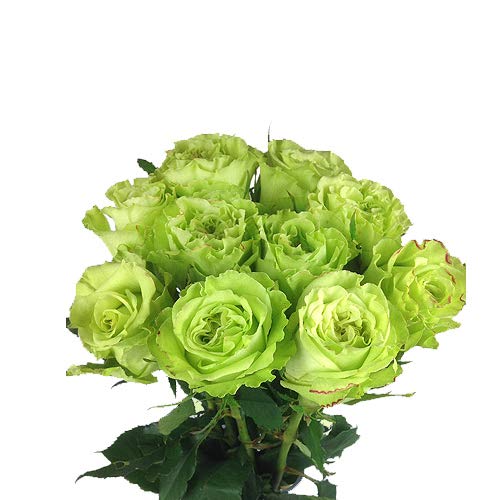 10 grüne Rosen - langstielig und vasenfertig