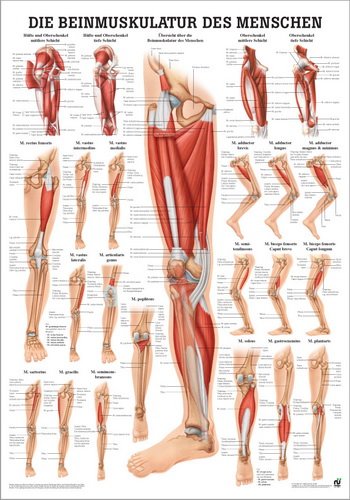 Beinmuskulatur. 50x70 cm