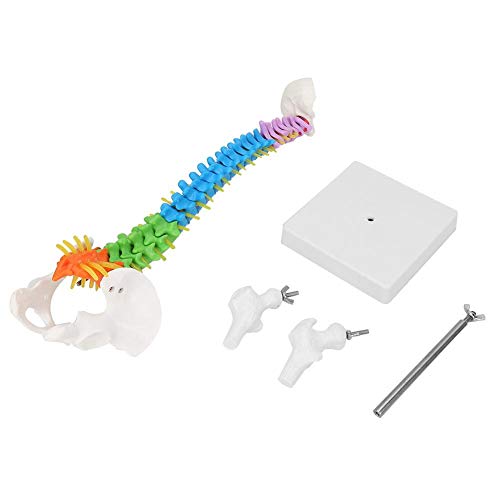 Hililand Farbiges menschliches Skelett-Wirbelsäulenmodell, 17,7 Zoll lebensgroßes Wirbelsäulen-Anatomiemodell mit Beckenfemur für die Studienanzeige