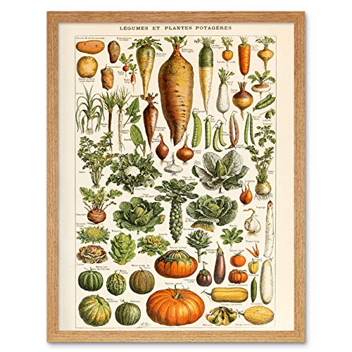 Millot Encyclopedia Page Vegetables Legumes Art Print Framed Poster Wall Decor 12x16 inch Seite Wand Deko