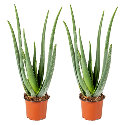 Aloe Vera | für 2 Stuks - Kamerplant in Kwekerspot ⌀12 cm - ↕35 cm