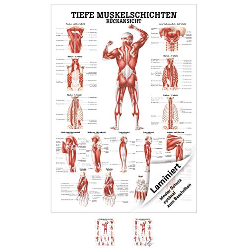 Anatomische Lehrtafel "Tiefe Muskelschichten-Rückenansicht" , 100x70 cm, laminiert