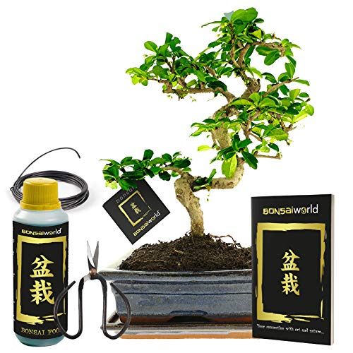 vdvelde.com - Bonsaiworld Bonsai Baum XL Starter Set - 7-teilig - Bonsai mit S-form ca. 12 Jahre alt (Pflanzenhöhe: ca. 35 cm), Keramik topf, Untersetzer, Schare, Draht, Dünger und Bonsaibuch