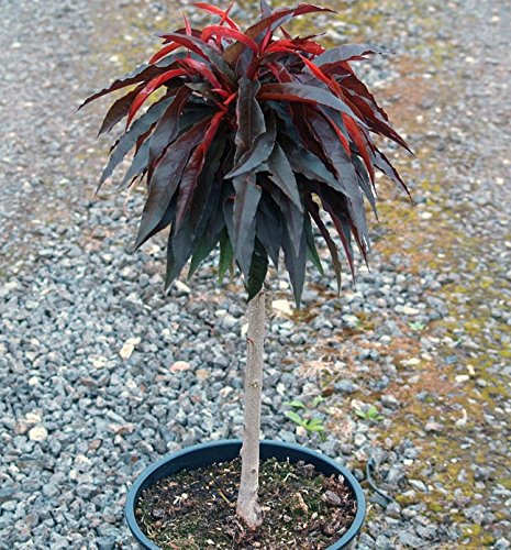 Müllers Grüner Garten Shop Zwergpfirsich Bonfire (S) Crimson ® Pfirsichbaum rotlaubig 60-80 cm hoch 7,5 Liter Topf St. Julien A