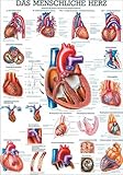 Ruediger Anatomie TA12LAM Das menschliche Herz Tafel, 70 cm x 100 cm, laminiert