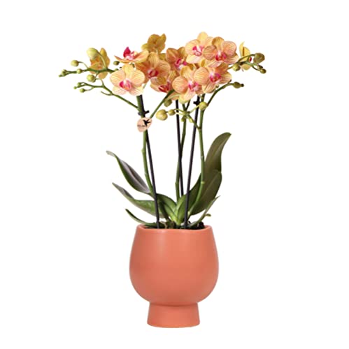 Kolibri Orchids | Orange Phalaenopsis Orchidee - Jamaika + Scandic Ziertopf Terracotta - Topfgröße Ø9cm - 45cm hoch | blühende Zimmerpflanze im Blumentopf - frisch vom Züchter