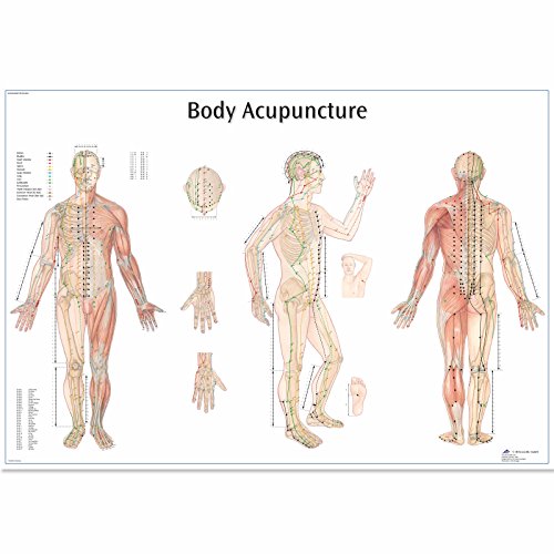 3B Scientific Lehrtafel Akupunktur