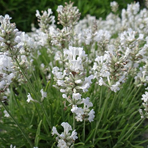 10 x Lavandula angustifolia ‚Alba' (Lavendel) !!!Stecklingsvermehrt!!!