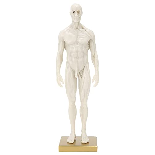 Körpermuskel-Knochenmodell, Muskel-Skelett-Strukturmodell aus Harz, männliches Körpermodell, simuliert Muskelstrukturmodell für Heimschullabors für Lehrer und Schüler