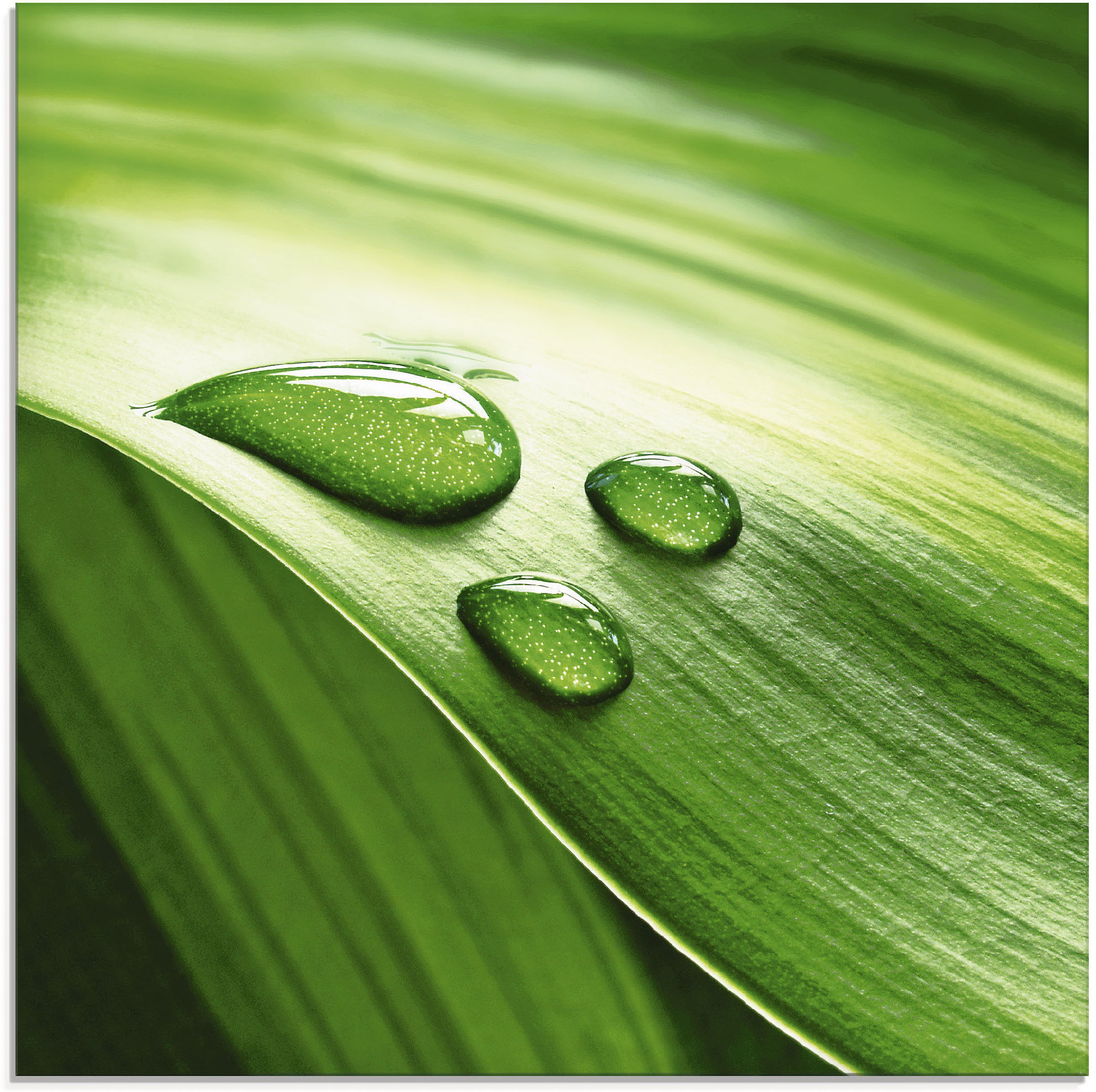 Artland Glasbild "Nahaufnahme eines grünen Pflanzenblattes", Blätter, (1 St.)