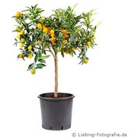 Gartenkrone Zitruspflanze, Citrus limon »Kumquat«