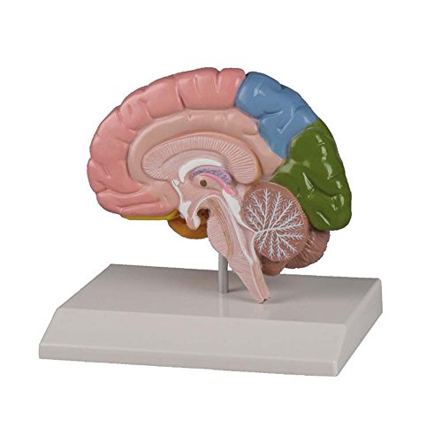 Anatomie Modell Gehirnhälfte Gehirn-Modell farbig, rechts, lebensgroß, Lehrkarte