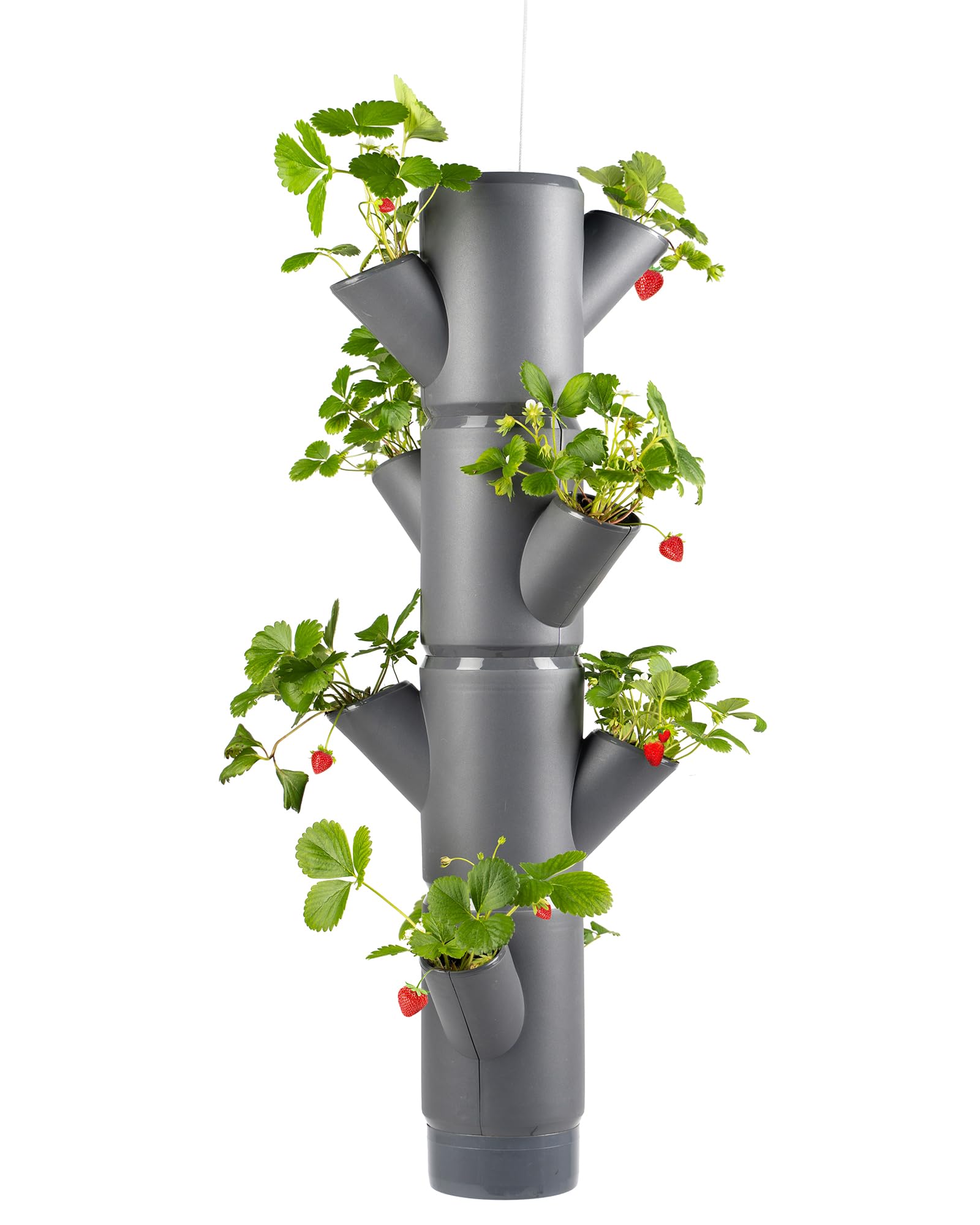 GUSTA GARDEN Sissi Strawberry Erdbeerbaum Hanging Anthrazit - Hängeampel System für Erdbeeren - für Garten & Balkon - 77 cm Höhe - 10L Erdvolumen