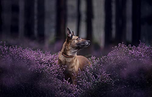LHJOY Puzzle Natur 1000 Teile Hund Belgischer Schäferhund Malinois