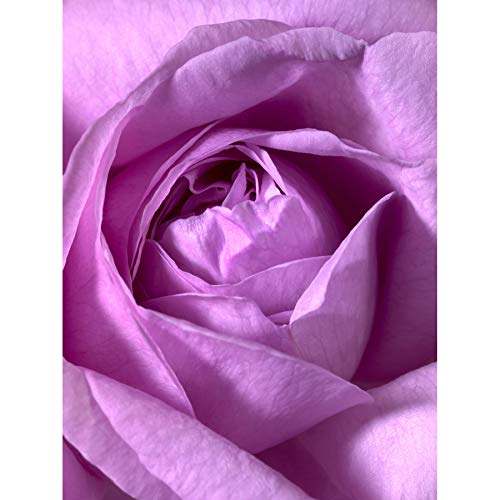 Wee Blue Coo Rosa Rose Blume Makro Foto Kunst Bild Leinwand Druck