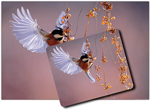 1art1 Vögel, Tannenmeise Im Anflug Auf Sanddorn Beeren 1 Kunstdruck Bild (120x80 cm) + 1 Mauspad (23x19 cm) Geschenkset