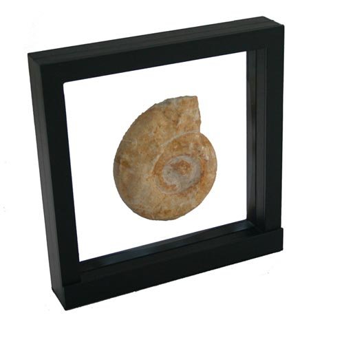 SAFE 4506 Schweberahmen schwarz 18x18 cm - Münzrahmen - Münzständer 3D Rahmen schwarz - Objekt Bilderrahmen für Ihre Objekte