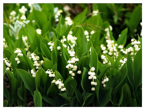 10 x Convallaria majalis (Winterhart/Stauden/Staude/Mehrjährig/Bodendecker) Maiglöckchen- Toller Duft während der Blüte - von Stauden Gänge