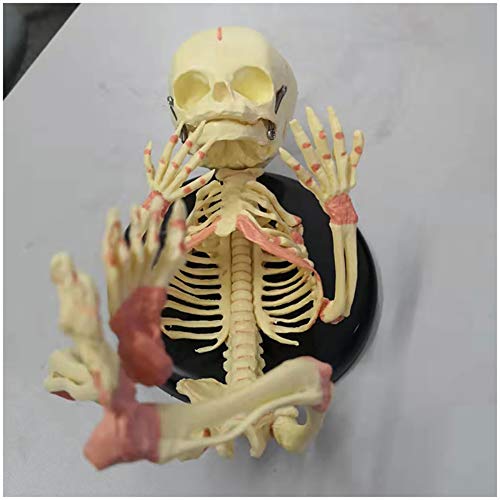 Baby-Skelett-Modell - Fetal Baby Skeleton Knochen-Modell - Medizin Anatomisches menschliche Baby-Säuglingskind-Skelett-Modell - für das Studium Anzeige Teaching Medical Modell (35Cm)