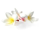 Orchidee - Thai-Aromaöl - 1000ml - Massageöl mit dem Duft aus Thailand - Orchideenöl