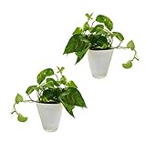 Dominik Blumen und Pflanzen, Efeutute ( Epipremnum), 2 Pflanzen mit Dekotopf, weiß