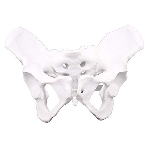yoligan Weibliche Anatomie Becken Becken Skelett Hals Anatomie SchäDel Skulptur Kopf KöRper Modell